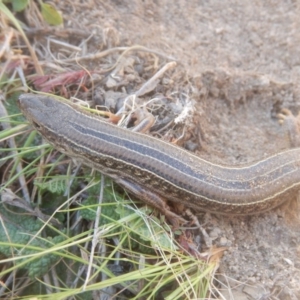 Ctenotus robustus at Stromlo, ACT - 24 Sep 2017 01:10 PM