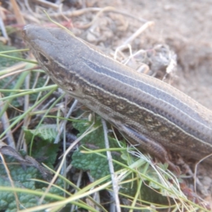 Ctenotus robustus at Stromlo, ACT - 24 Sep 2017 01:10 PM