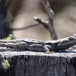 Amphibolurus muricatus at Carwoola, NSW - 23 Sep 2017