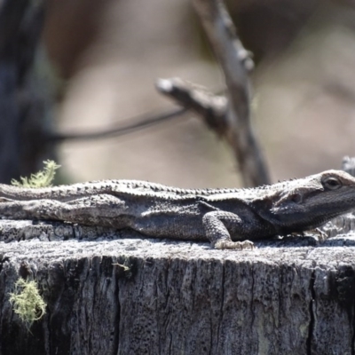 Amphibolurus muricatus (Jacky Lizard) at Cuumbeun Nature Reserve - 23 Sep 2017 by roymcd