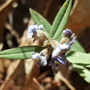 Hovea heterophylla at Farrer Ridge - 24 Sep 2017