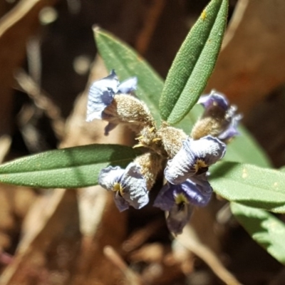 Hovea heterophylla (Common Hovea) at Farrer Ridge - 24 Sep 2017 by Mike