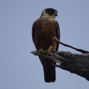 Falco longipennis at Garran, ACT - 23 Sep 2017