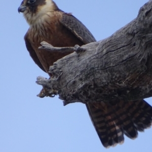 Falco longipennis at Garran, ACT - 23 Sep 2017 05:40 PM