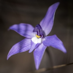 Glossodia major (Wax Lip Orchid) at Crace, ACT - 24 Sep 2017 by GlenRyan