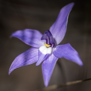 Glossodia major at Crace, ACT - suppressed