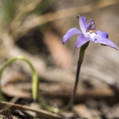 Glossodia major at Crace, ACT - suppressed