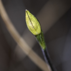 Glossodia major at Crace, ACT - suppressed