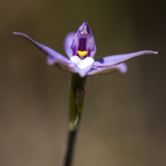 Glossodia major at Crace, ACT - 24 Sep 2017