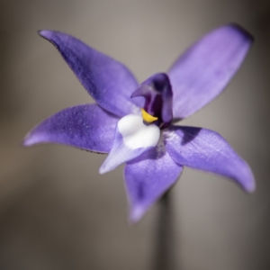 Glossodia major at Crace, ACT - suppressed