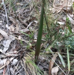Unverified Orchid at Mount Majura - 24 Sep 2017 by petersan