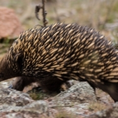 Tachyglossus aculeatus (Short-beaked Echidna) at Fadden, ACT - 23 Sep 2017 by Jek
