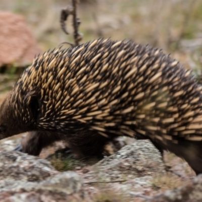 Tachyglossus aculeatus (Short-beaked Echidna) at Fadden, ACT - 23 Sep 2017 by Jek