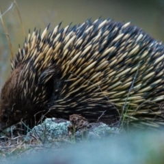 Tachyglossus aculeatus at Fadden, ACT - 23 Sep 2017