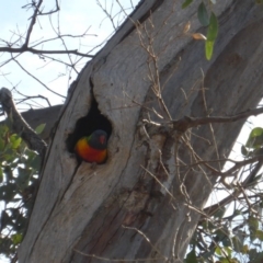 Trichoglossus moluccanus (Rainbow Lorikeet) at Farrer, ACT - 24 Sep 2017 by Mike