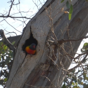 Trichoglossus moluccanus at Farrer, ACT - 24 Sep 2017 10:18 AM