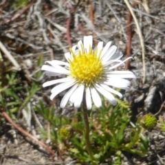 Calotis anthemoides (Chamomile Burr-daisy) at Farrer Ridge - 24 Sep 2017 by Mike