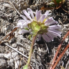 Calotis anthemoides at Farrer, ACT - 24 Sep 2017