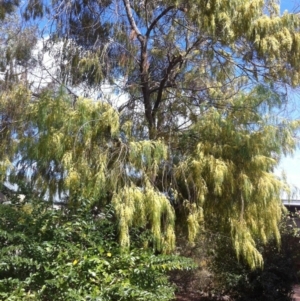 Acacia cognata at Hughes, ACT - 24 Sep 2017 10:12 AM