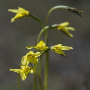 Diuris chryseopsis at Sutton, NSW - suppressed