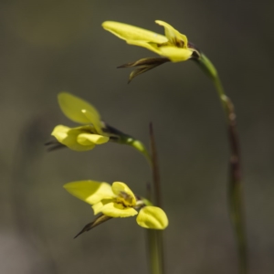 Diuris chryseopsis at Sutton, NSW - suppressed