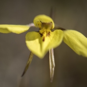 Diuris chryseopsis at Sutton, NSW - suppressed