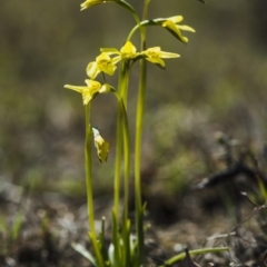 Diuris chryseopsis at Sutton, NSW - suppressed