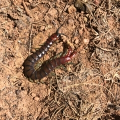 Cormocephalus aurantiipes (Orange-legged Centipede) at Majura, ACT - 24 Sep 2017 by AaronClausen