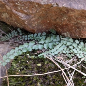 Asplenium flabellifolium at Majura, ACT - 24 Sep 2017