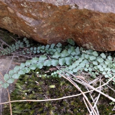 Asplenium flabellifolium (Necklace Fern) at Majura, ACT - 24 Sep 2017 by WalterEgo