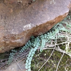 Asplenium flabellifolium at Majura, ACT - 24 Sep 2017 01:04 PM