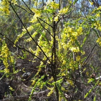 Acacia pravissima (Wedge-leaved Wattle, Ovens Wattle) at Farrer Ridge - 24 Sep 2017 by galah681