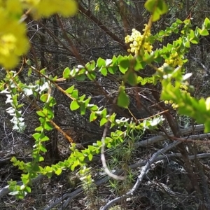 Acacia pravissima at Farrer Ridge - 24 Sep 2017