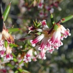 Leucopogon fletcheri subsp. brevisepalus (Twin Flower Beard-Heath) at Farrer, ACT - 26 Sep 2017 by galah681