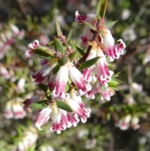 Leucopogon fletcheri subsp. brevisepalus at Farrer, ACT - 26 Sep 2017