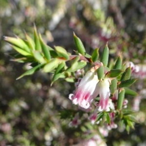 Styphelia fletcheri subsp. brevisepala at Farrer, ACT - 26 Sep 2017