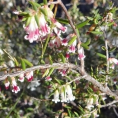 Styphelia fletcheri subsp. brevisepala at Farrer, ACT - 26 Sep 2017