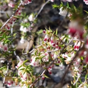 Leucopogon fletcheri subsp. brevisepalus at Farrer, ACT - 26 Sep 2017