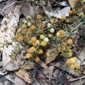 Acacia gunnii at Farrer, ACT - 24 Sep 2017 12:16 PM