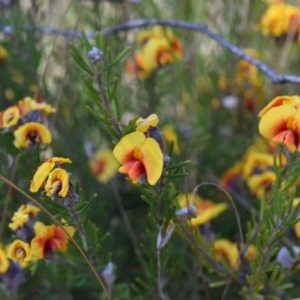 Dillwynia sericea at Campbell, ACT - 24 Sep 2017