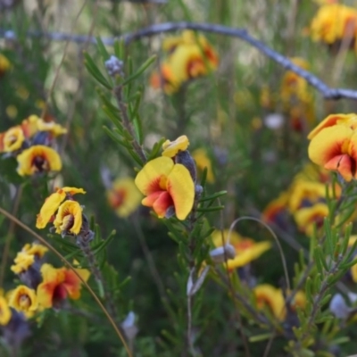 Dillwynia sericea (Egg And Bacon Peas) at Mount Ainslie - 24 Sep 2017 by RobertD