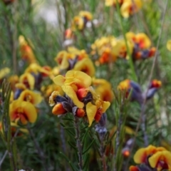 Dillwynia sericea at Campbell, ACT - 24 Sep 2017 01:21 PM