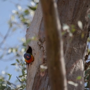 Trichoglossus moluccanus at Farrer, ACT - 24 Sep 2017 10:04 AM