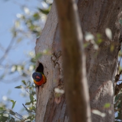 Trichoglossus moluccanus (Rainbow Lorikeet) at Farrer, ACT - 24 Sep 2017 by SallyandPeter