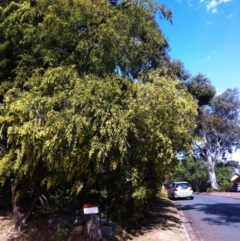 Acacia howittii (Sticky Wattle) at Hughes, ACT - 24 Sep 2017 by ruthkerruish