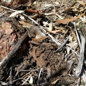 Ctenotus taeniolatus at Majura, ACT - 24 Sep 2017