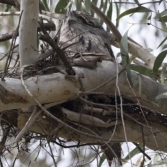 Podargus strigoides (Tawny Frogmouth) at ANBG - 23 Sep 2017 by AlisonMilton