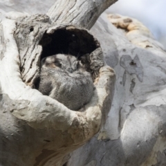 Aegotheles cristatus (Australian Owlet-nightjar) at ANBG - 23 Sep 2017 by Alison Milton