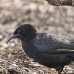 Corcorax melanorhamphos (White-winged Chough) at Acton, ACT - 24 Sep 2017 by AlisonMilton