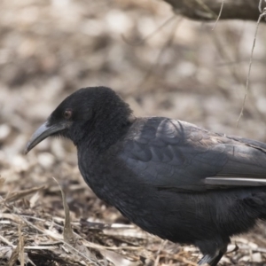 Corcorax melanorhamphos at Acton, ACT - 24 Sep 2017 09:47 AM